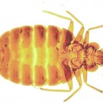 Bed Bug Control Newcastle