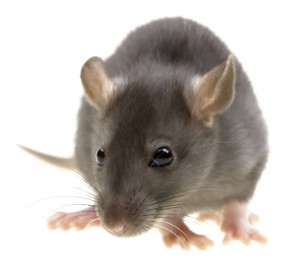 Rat Control Seaham