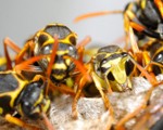 Wasp Nest Removal Seghill