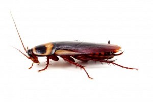 Cockroach Control Seghill