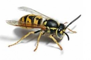 Wasp Nest Removal Wallsend