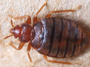 Bedbug control Newcastle
